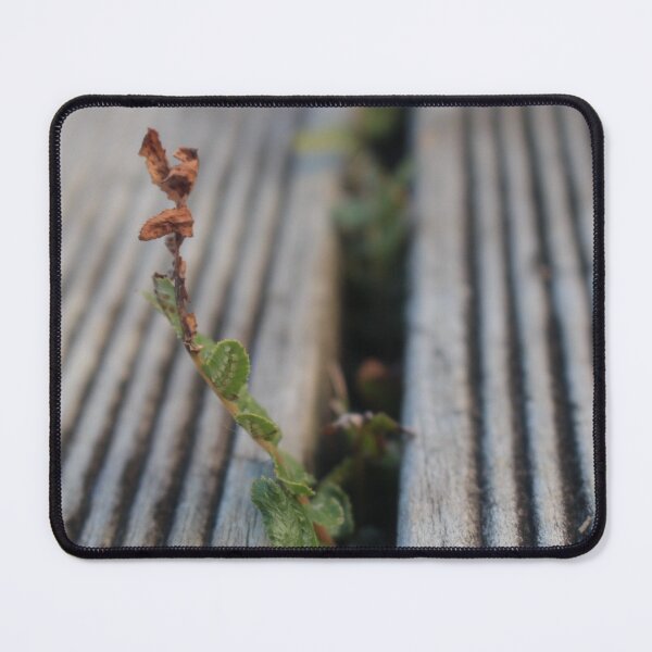 Item preview, Fern growing through deck designed and sold by LeighsDesigns.