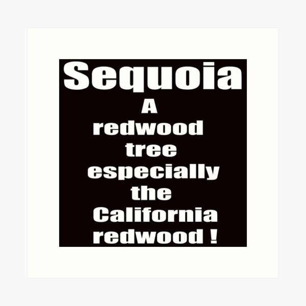 SEQUOIA  A REDWOOD Art Print