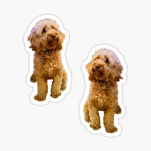 Item preview, Cavapoo Cavoodle puppy dogs pattern in cream- cute cavalier king charles spaniel designed and sold by Artonmytee.