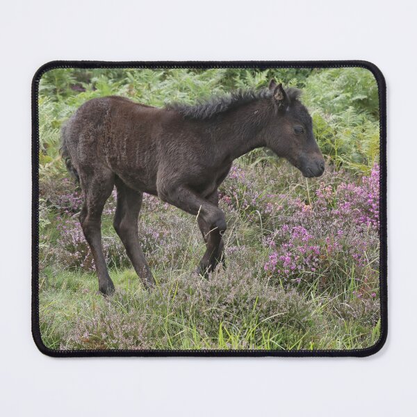 Item preview, Dartmoor pony foal designed and sold by aquabella.
