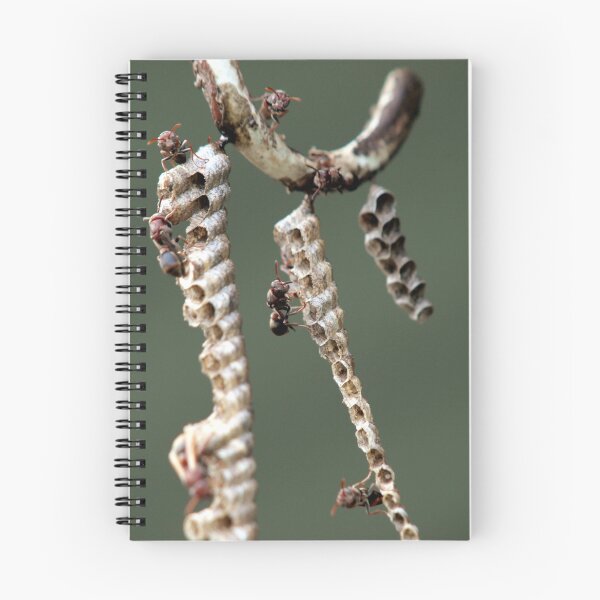 Item preview, Australian Paper Wasp designed and sold by W E NIXON  PHOTOGRAPHY.