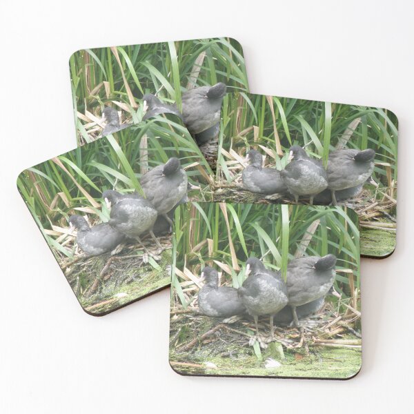 Item preview, Coot Chicks on the Nest Photograph designed and sold by naturegallery.