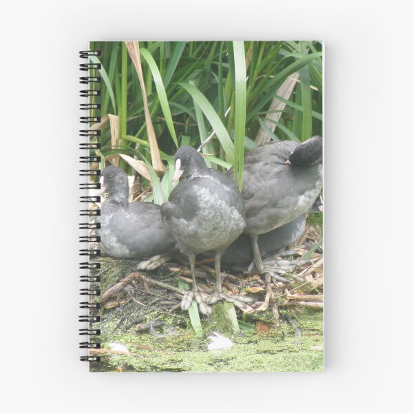 Item preview, Coot Chicks on the Nest Photograph designed and sold by naturegallery.