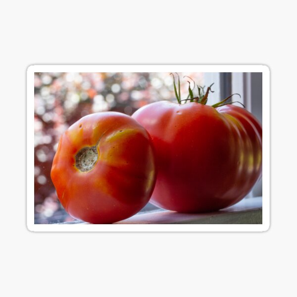 Tomatoes on the Windowsill Sticker
