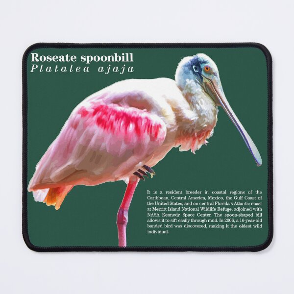 Item preview, Roseate spoonbill bird  at the mangrove swamp designed and sold by Mauricio Acosta.