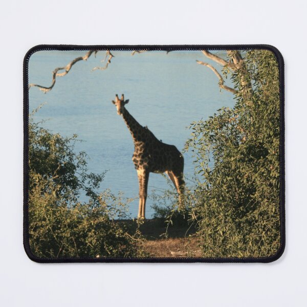 Item preview, Young Giraffe on Safari in Botswana, South Africa. designed and sold by KarenZuk.