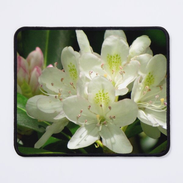 Item preview, American Rhododendron designed and sold by Jean Gregory Evans.
