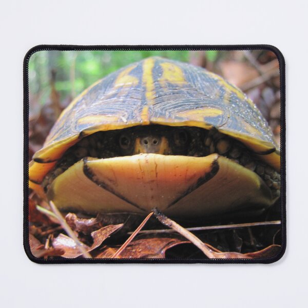 Item preview, Turtle Sneaks a Peek designed and sold by Jean Gregory Evans.