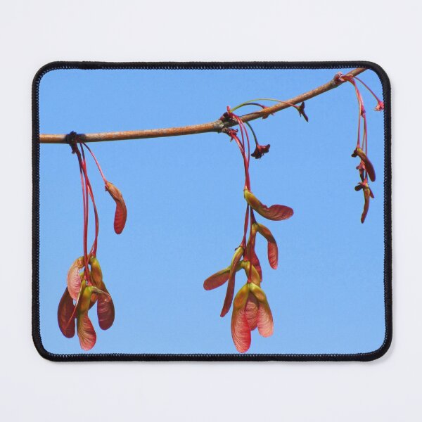 Item preview, Sycamore Seeds in Spring designed and sold by Jean Gregory Evans.