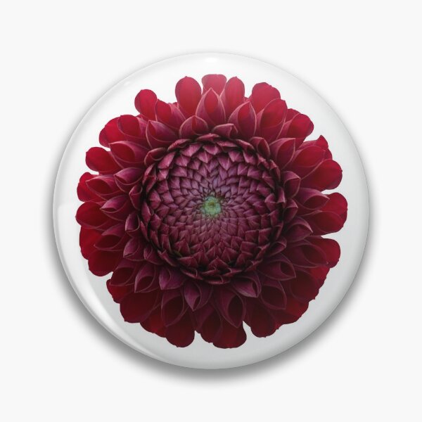 Item preview, Red Dahlia Flower Still Life Floral Photography designed and sold by CottoVerdi.