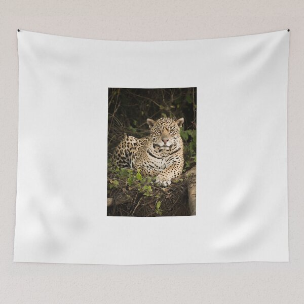 Item preview, Jaguar lying by log in dense forest designed and sold by Nick Dale Photography.