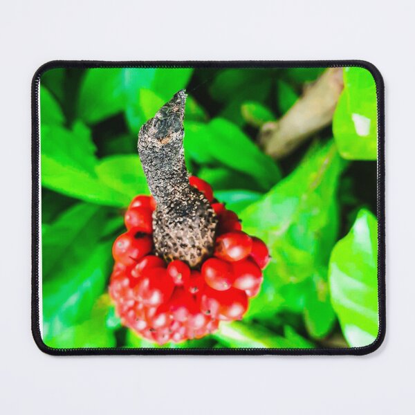 Item preview, Red peppercorn with bird beak designed and sold by kall3bu.