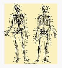 Lámina fotográfica Anatomía: El Sistema Esquelético Ver.