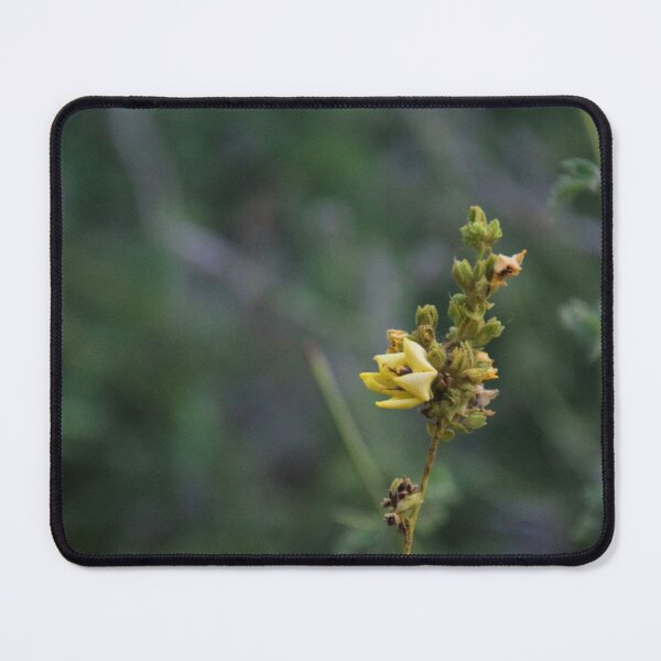 Item preview, macro yellow flower with soft background designed and sold by Sapphire-Sheaf.