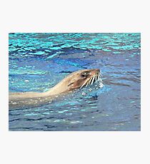 Australian Fur Seal Relaxing Photographic Print