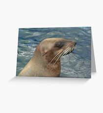 Australian Fur Seal Greeting Card