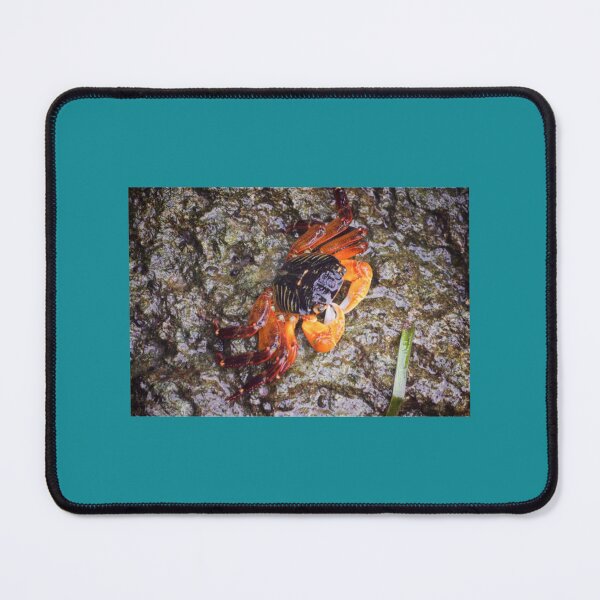 Item preview, Essendon Crab Premium Scoop  designed and sold by HenryLovesSadie.