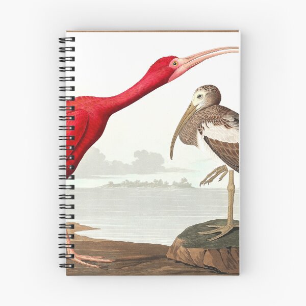 Item preview, Scarlet Ibis from Birds of America (1827) by John James Audubon designed and sold by mikefer.