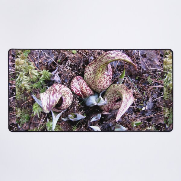 Eastern Skunk Cabbage (symplocarpus foetidus) Desk Mat