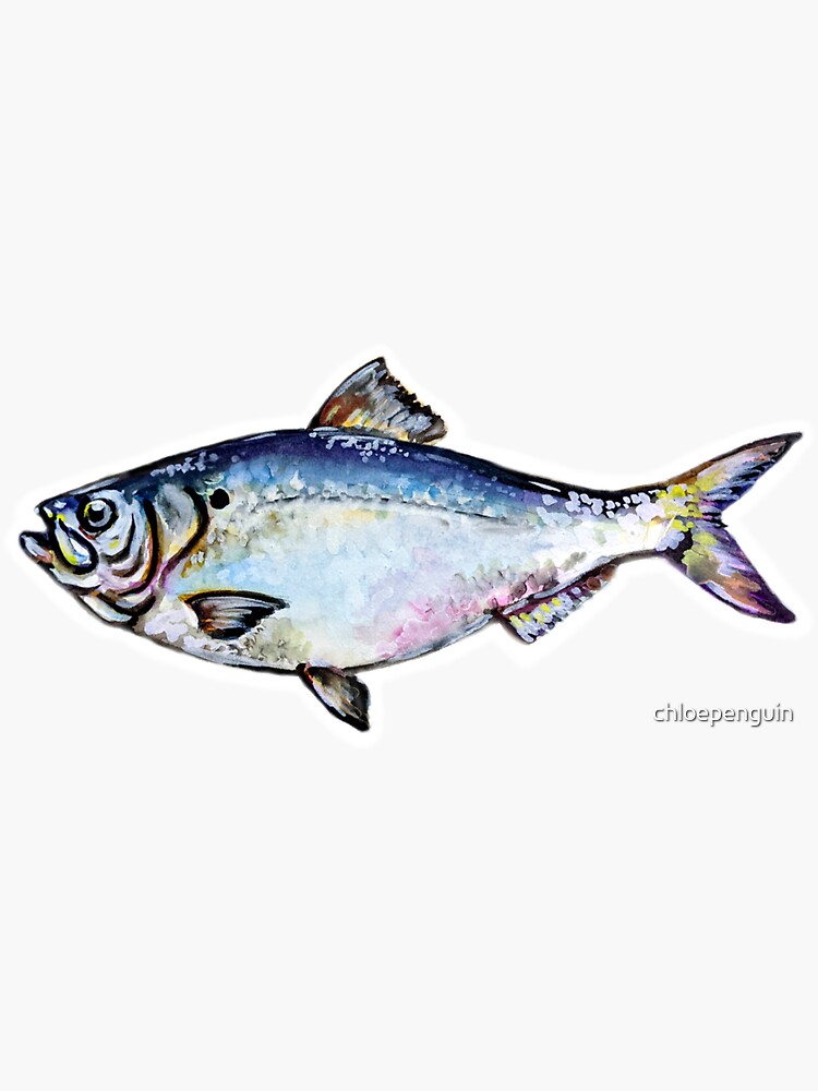 "Blueback Herring" Sticker for Sale by chloepenguin Redbubble