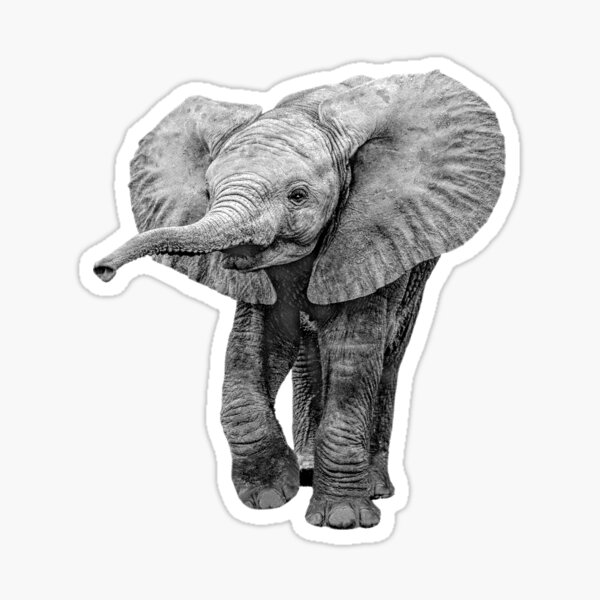 Item preview, Charming Baby Elephant African Wildlife designed and sold by Scotch Macaskill.