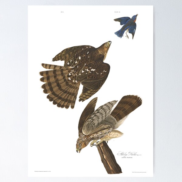 Pin by Anthony & Cheryl on bird posters  Birds of prey, British birds of  prey, Wild birds