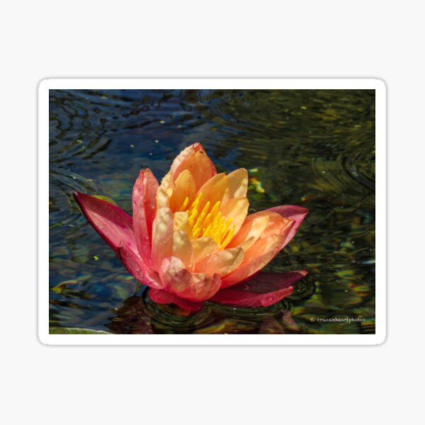 Vibrant pink and yellow water lily Sticker