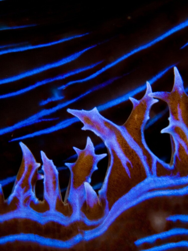 Clam abstract by DavidWachenfeld