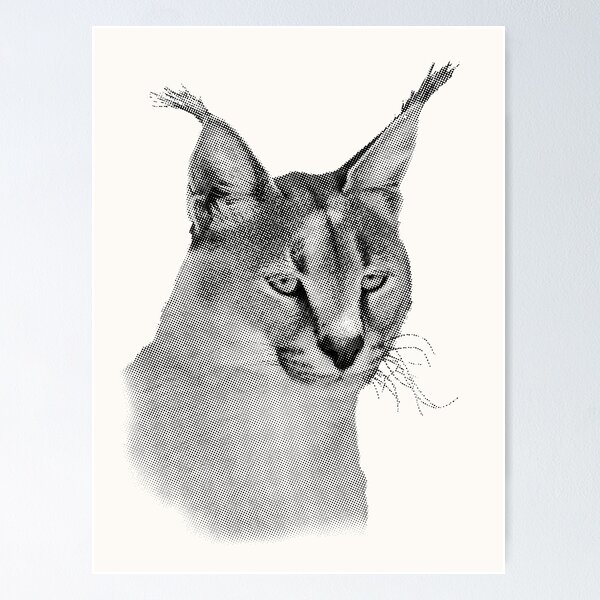 Item preview, Caracal Wild Cat African Wildlife designed and sold by Scotch Macaskill.