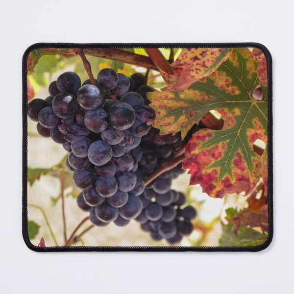 Item preview, Tempranillo grapes ready for harvest designed and sold by Nina-Nelson.