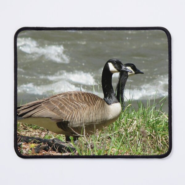 Item preview, Rare Two-Headed Canada Goose designed and sold by Jean Gregory Evans.
