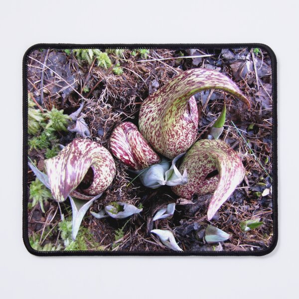Item preview, Eastern Skunk Cabbage (symplocarpus foetidus) designed and sold by Jean Gregory Evans.