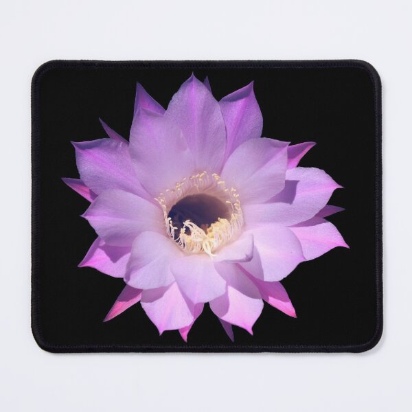Item preview, Beautiful cactus flower designed and sold by EverLife.