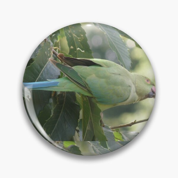 Item preview, Stretching Ring Necked Parakeet Photograph designed and sold by naturegallery.