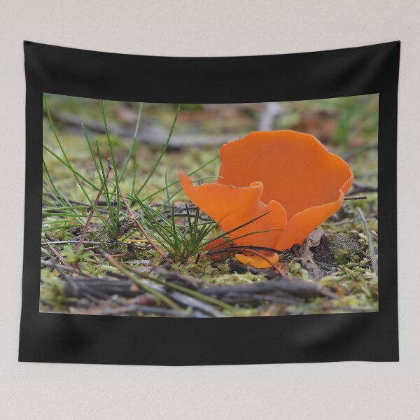 Item preview, Orange Peel fungus , Aleuria aurantia designed and sold by relayer51.