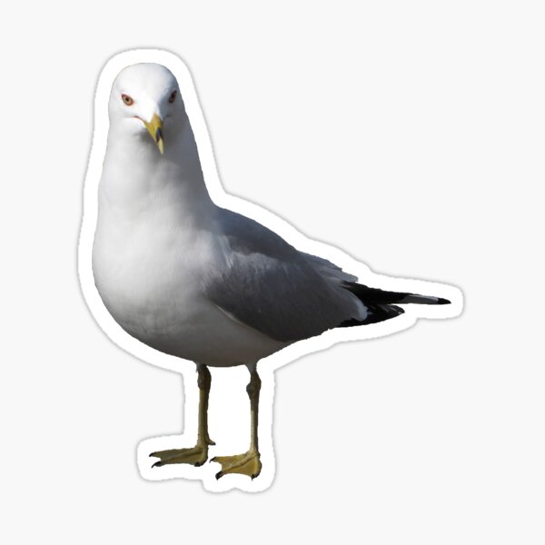 Seagull Sticker