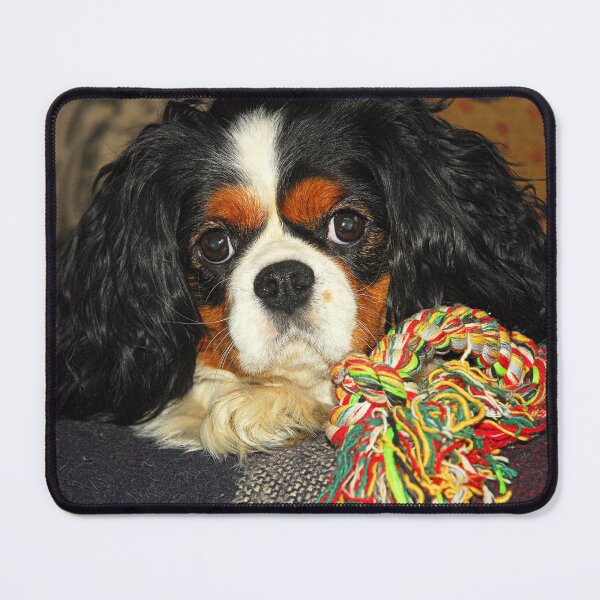Item preview, Tri-Colour Cavalier King Charles Spaniel. designed and sold by Billlee.