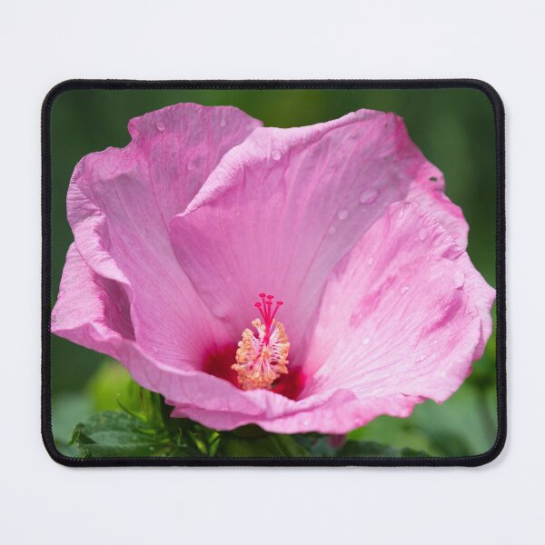 Item preview, Pink Hibiscus 5-2021 designed and sold by Thomasyoung.