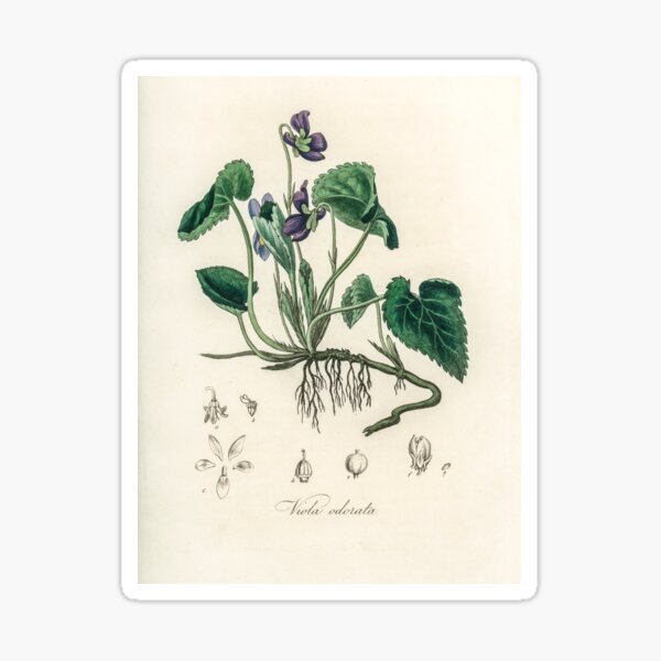 English violet (Viola odorata) illustration from Medical Botany (1836) Sticker