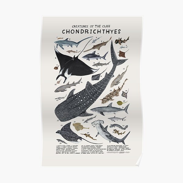 Creatures of the class Chondrichthyes science Poster