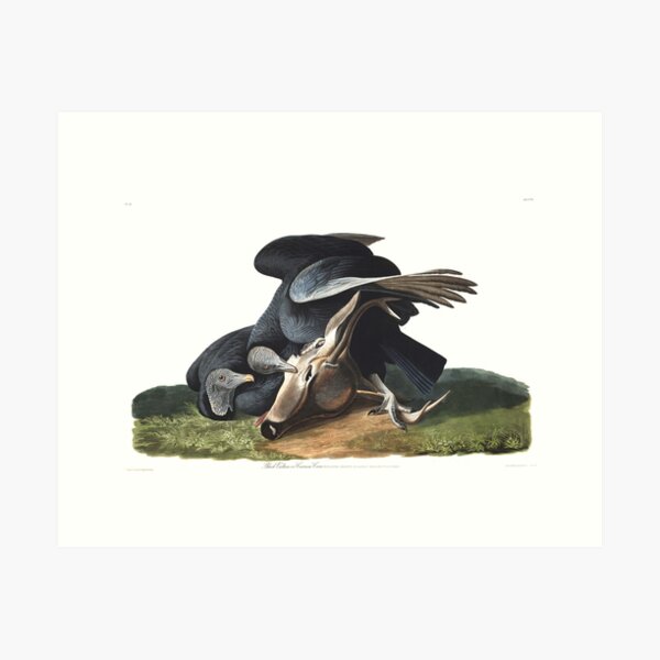 Item preview, Black Vulture - John James Audubon  designed and sold by billythekidtees.
