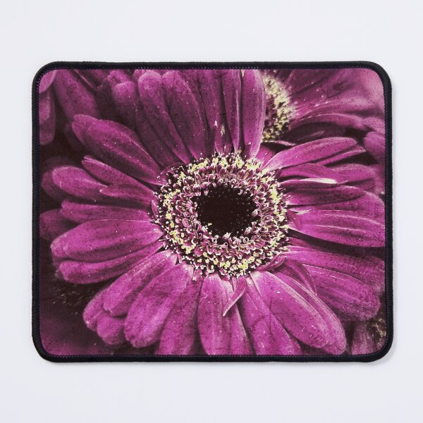 Item preview, Fuschia Gerbera Daisies designed and sold by indigorayz.