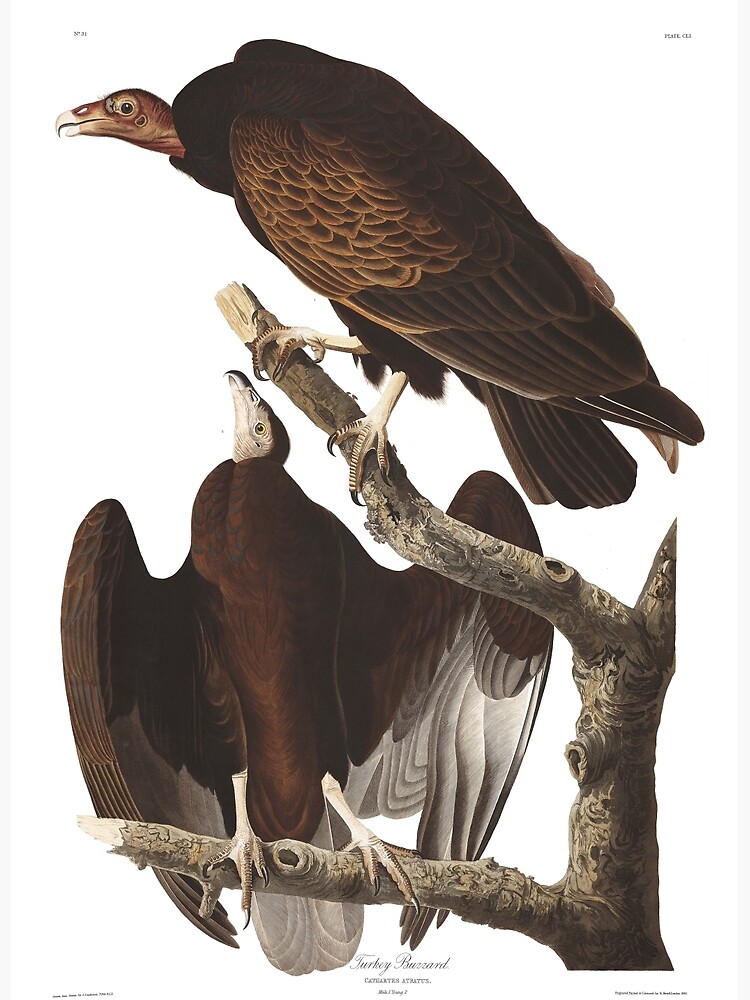 "Turkey Vulture John James Audubon" Art Print by billythekidtees Redbubble