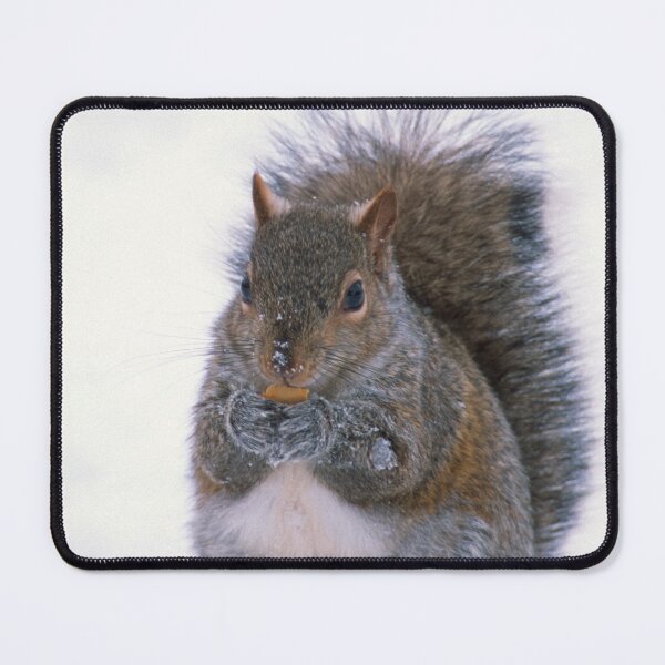 Item preview, Grey Squirrel in Winter designed and sold by Bill Spengler's Photographic Thoughts.