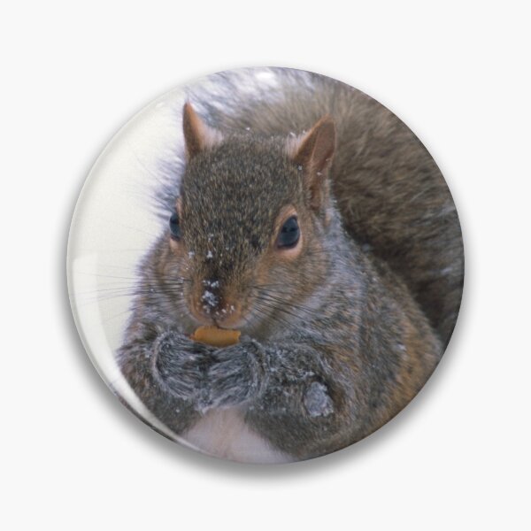 Item preview, Grey Squirrel in Winter designed and sold by Bill Spengler's Photographic Thoughts.