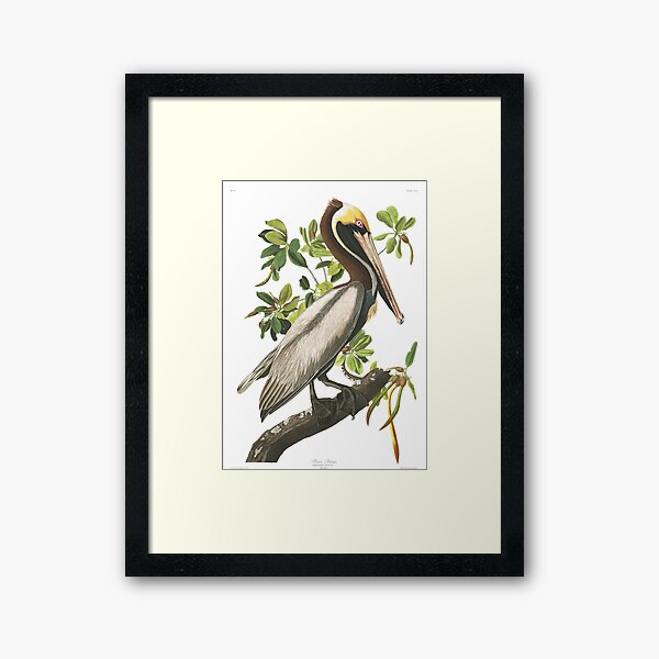 Brown Pelican - John James Audubon Framed Art Print