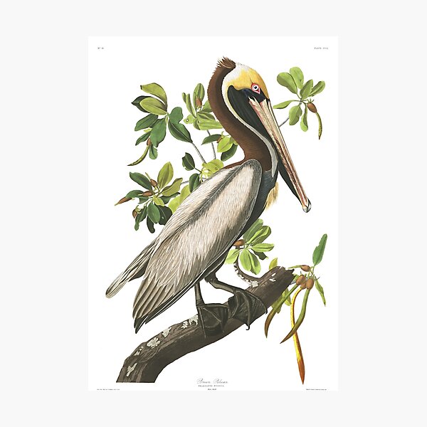 Brown Pelican - John James Audubon Photographic Print