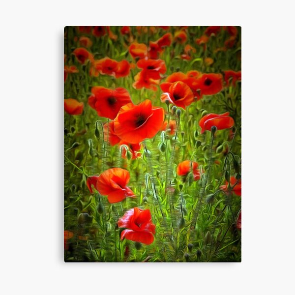 Poppies Canvas Print