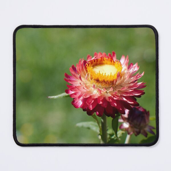 Item preview, Red paper daisy designed and sold by notjustamwac.