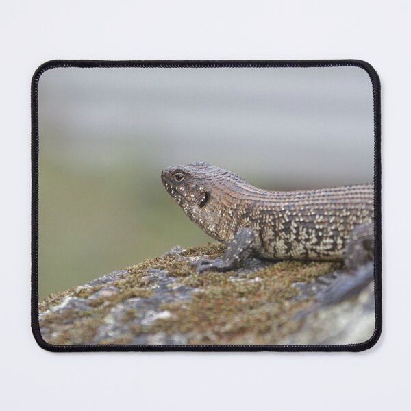 Item preview, Cunningham's Skink designed and sold by notjustamwac.